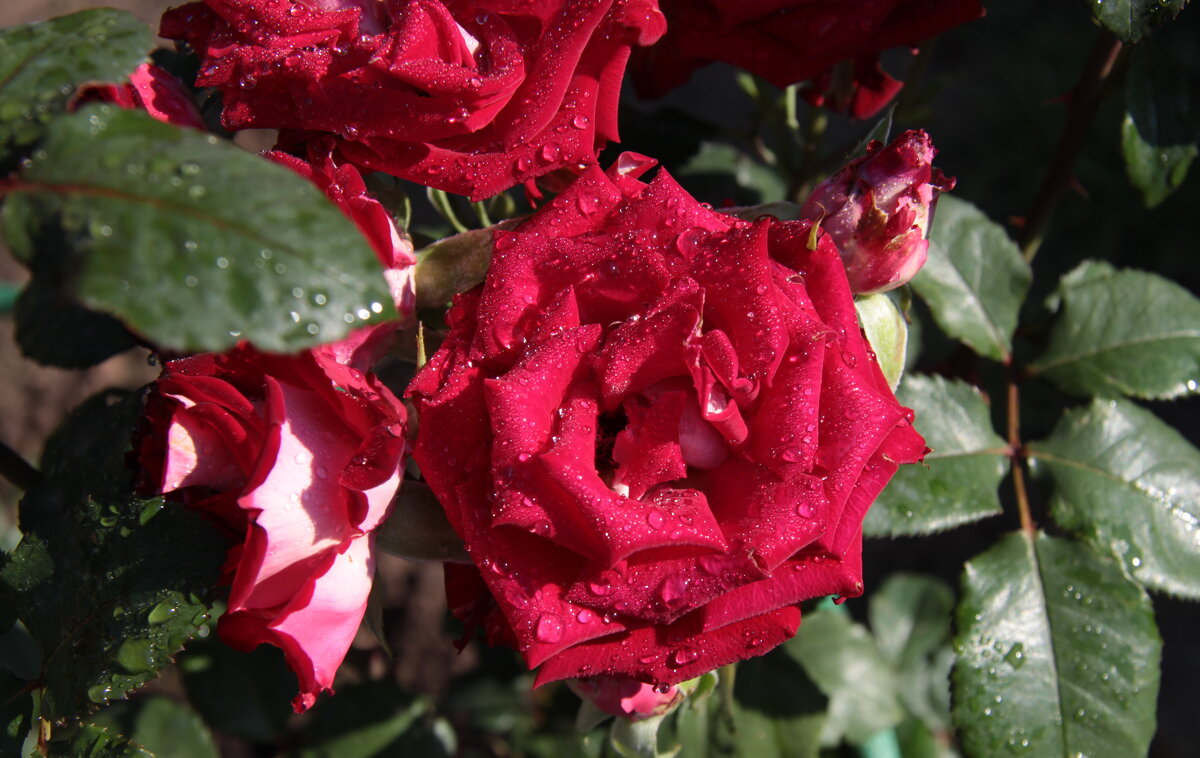 Роза и капельки дождя. - Маргарита ( Марта ) Дрожжина Роза и капельки дождя. - Маргарита ( Марта ) Дрожжина