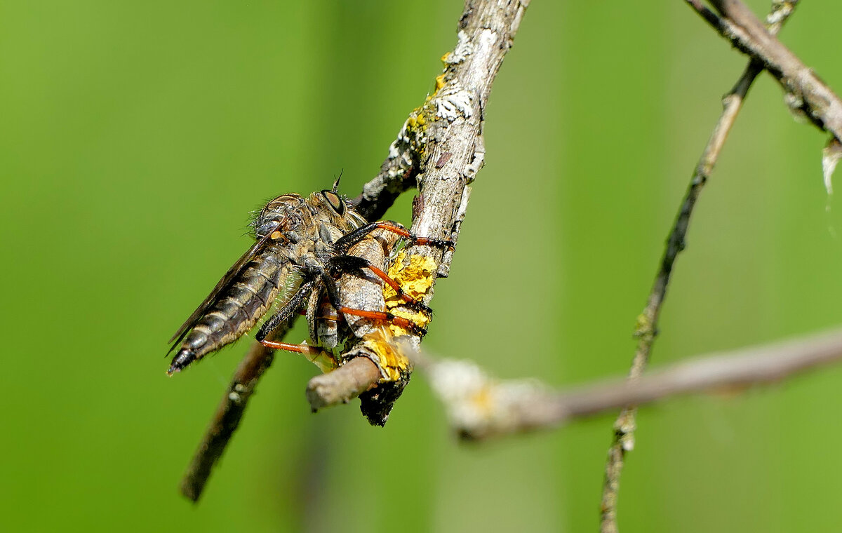 из снятого сегодня  1 - Александр Прокудин