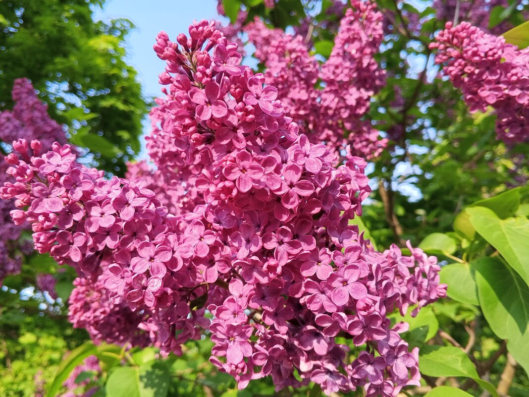 Сирень - Сапсан 