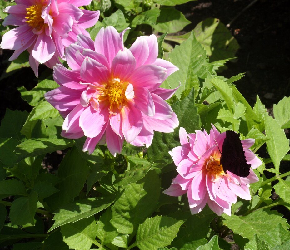 Бабочка вредничает. - Ирина *** Бабочка вредничает. - Ирина ***