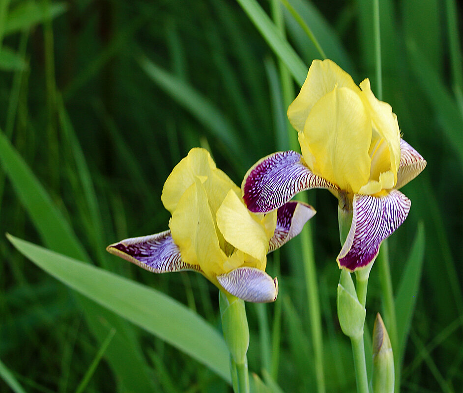 Июнь - время ирисов - Светлана 