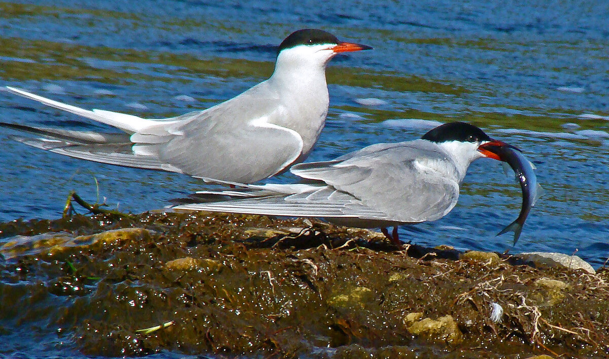 речные крачки - gawrilа - dan