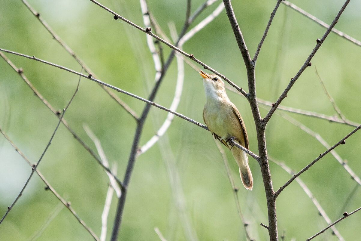 *** - Виктор Иванович Чернюк