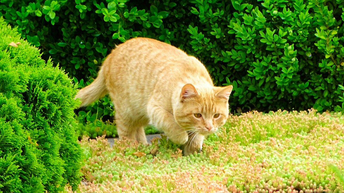 Кот "Рыжик" на охоте. - Милешкин Владимир Алексеевич 