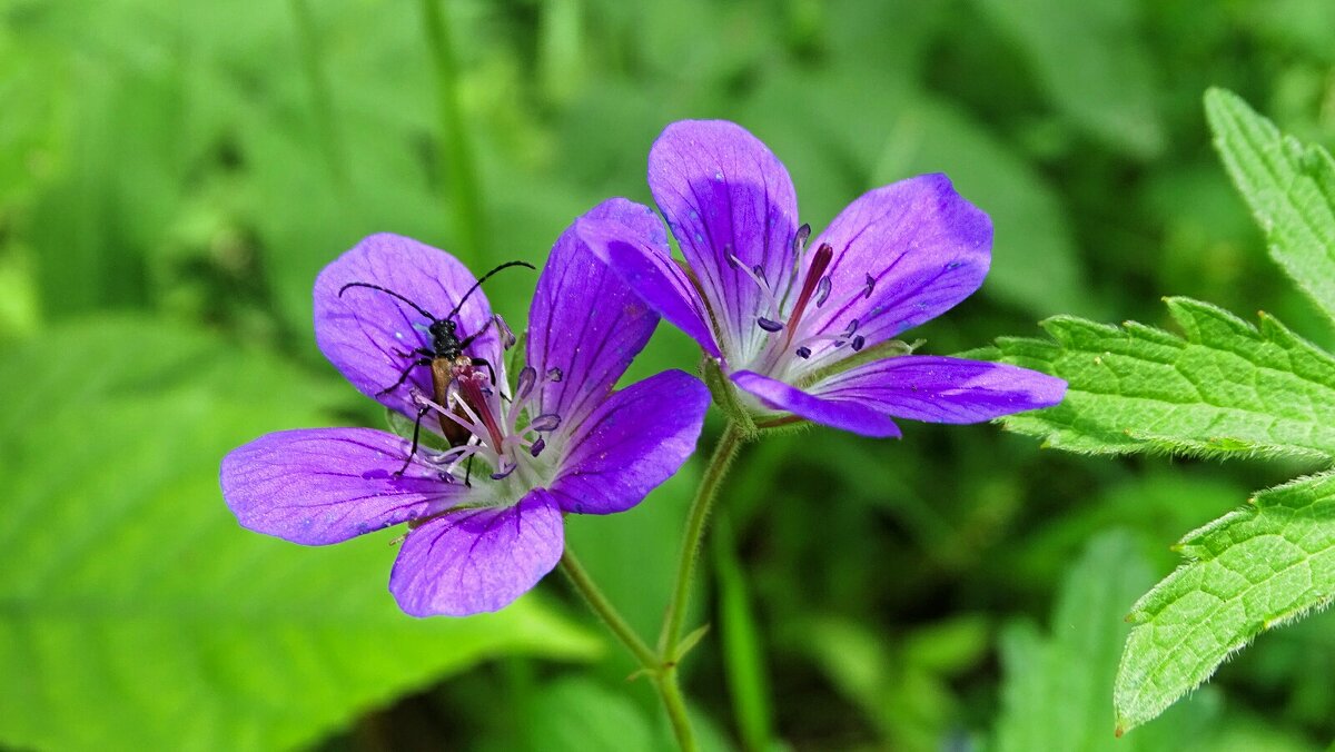 Герань луговая. - Милешкин Владимир Алексеевич 