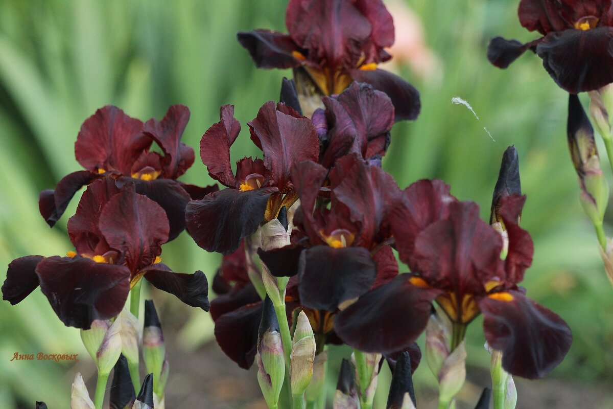 Коричневые ирисы. - Восковых Анна Васильевна Коричневые ирисы. - Восковых Анна Васильевна