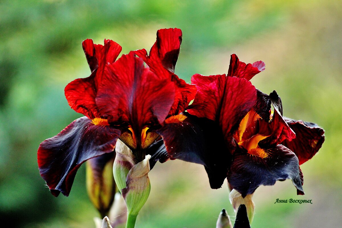 Красные ирисы. - Восковых Анна Васильевна 