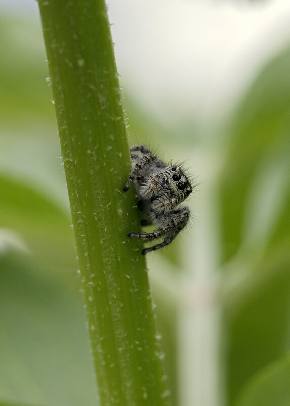 Глаза, как звёзды в день ненастный... - Валерий Басыров Глаза, как звёзды в день ненастный... - Валерий Басыров