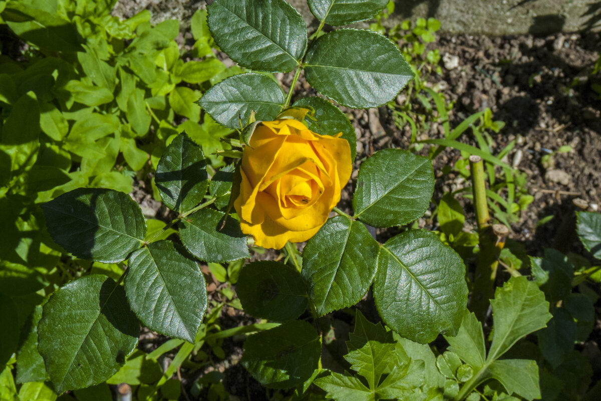 Жёлтая  роза - Валентин Семчишин