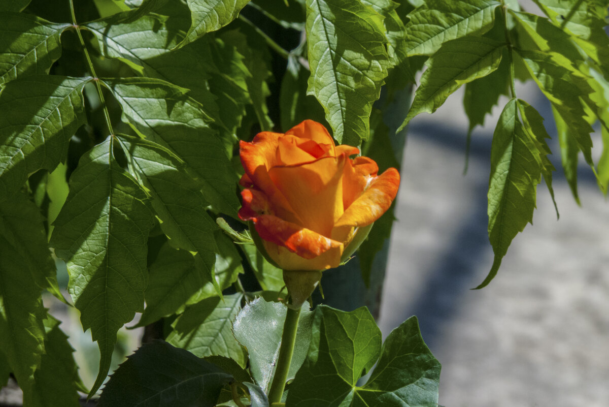 Бутон оранжевой розы - Валентин Семчишин Бутон оранжевой розы - Валентин Семчишин
