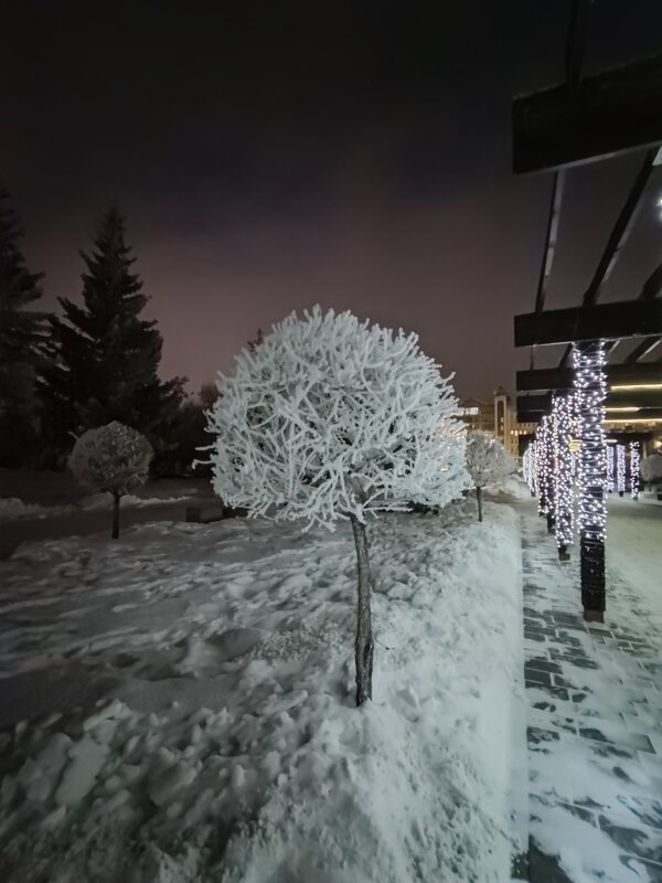 зимнее украшение - Андрей Петренко зимнее украшение - Андрей Петренко