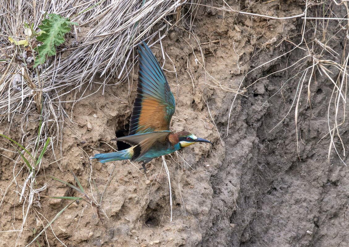 щурки - юрий макаров