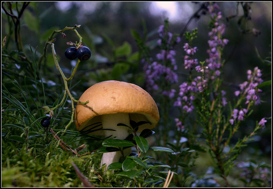 Сыроежка - Aleksandr Gal