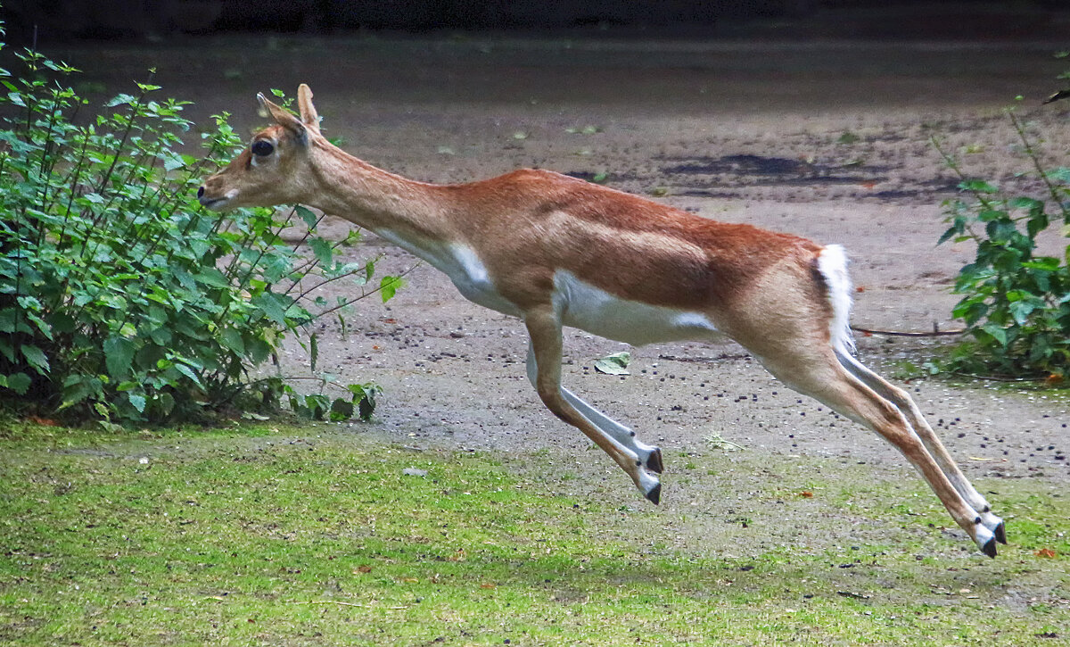 Козья антилопа - Андроник Александр Козья антилопа - Андроник Александр