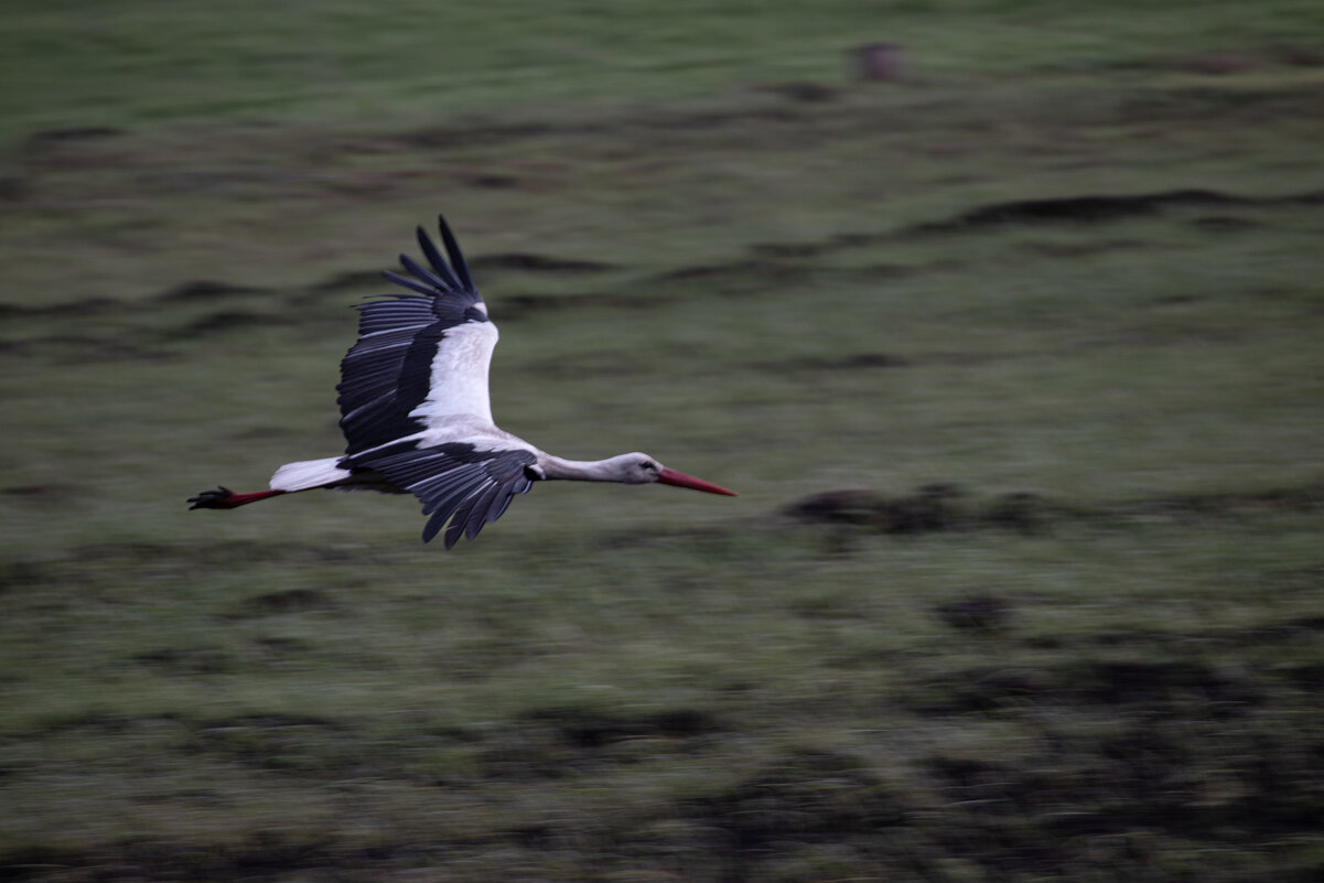 Аист в полёте - Sergei Vikulov Аист в полёте - Sergei Vikulov