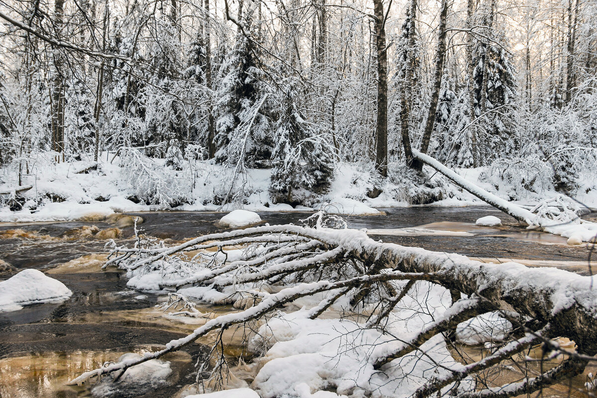 Линдуловская роща - skijumper Иванов Линдуловская роща - skijumper Иванов