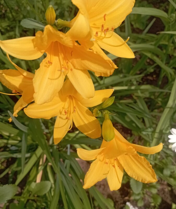 Время Ли.. пришло - Елена Семигина