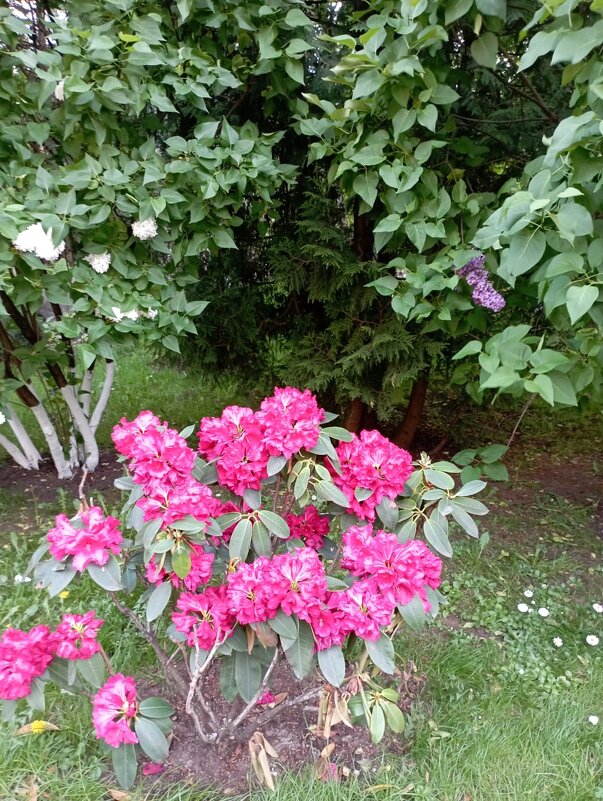 ***** - Елена Семигина