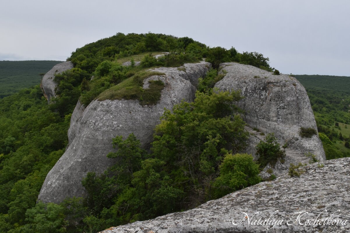 Природа Крыма - Amazing Cosmea