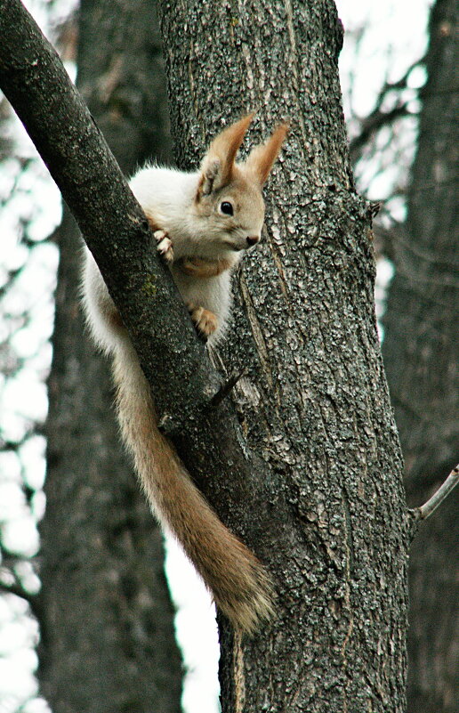 На ветру - PRP 