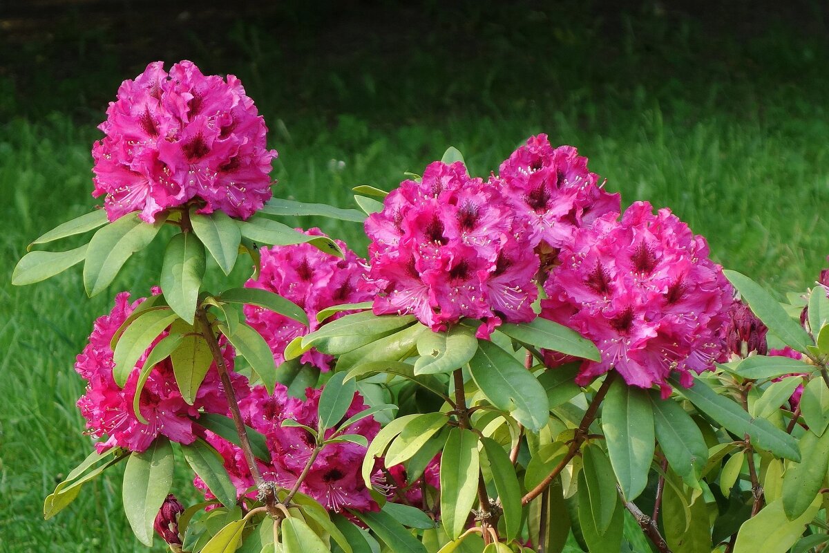 Рододендрон - Рита Симонова