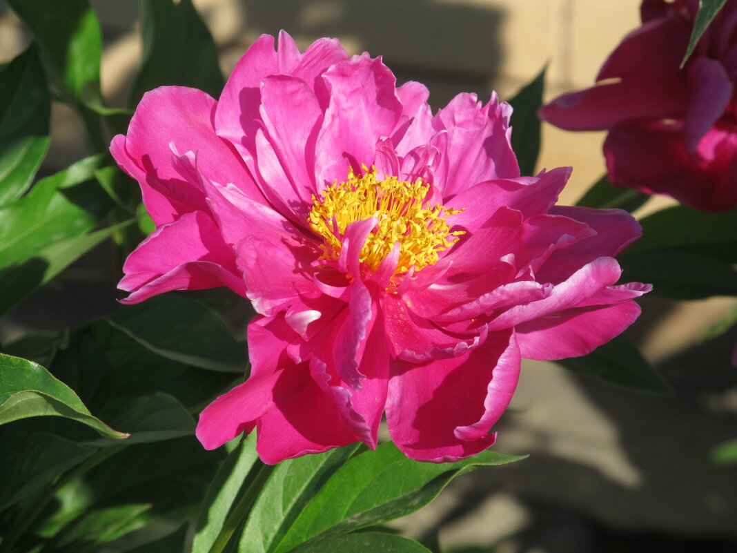 сезон пионов - Елена Шаламова