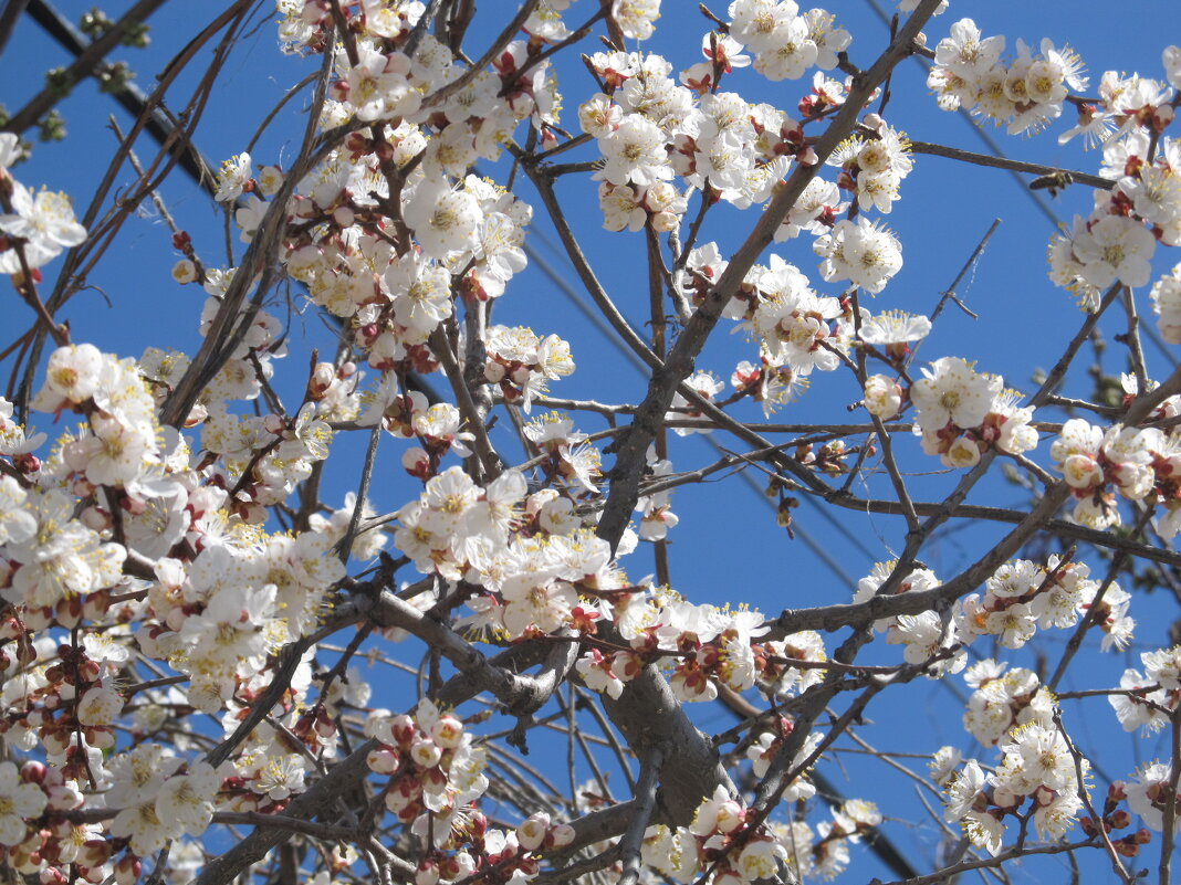 апрель - Елена Шаламова