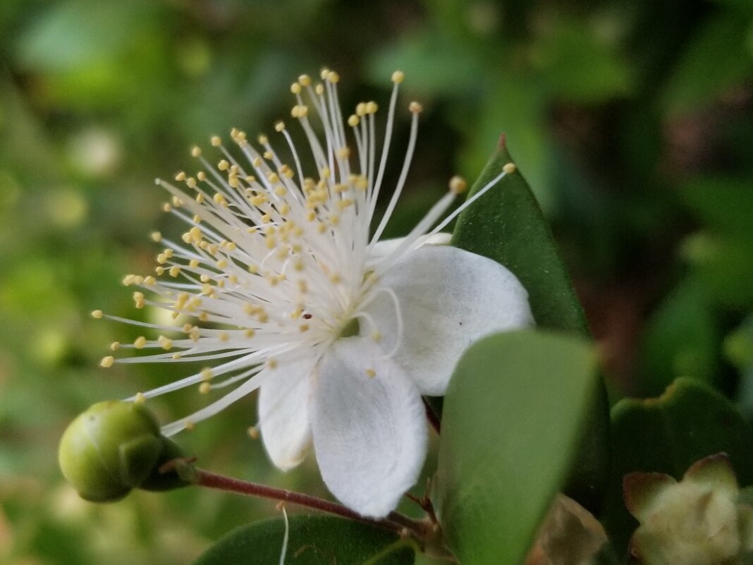 Мирт обыкновенный! - Светлана Хращевская