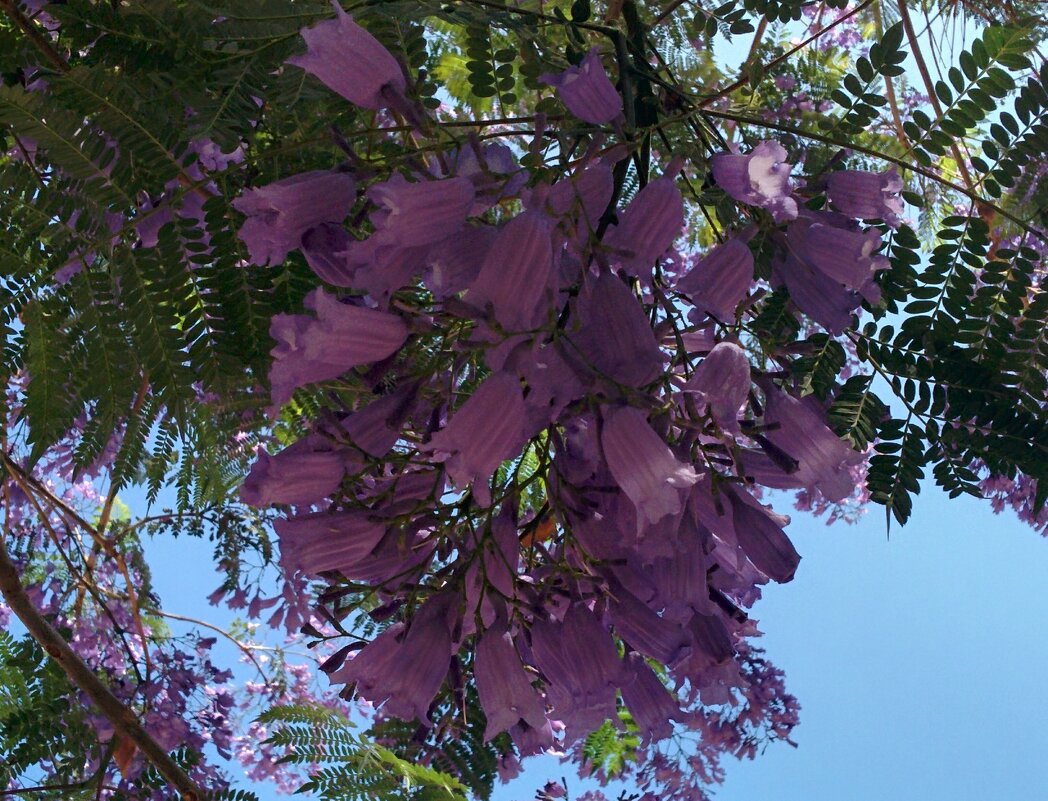 Жакаранда мимозолистная! - Светлана Хращевская Жакаранда мимозолистная! - Светлана Хращевская