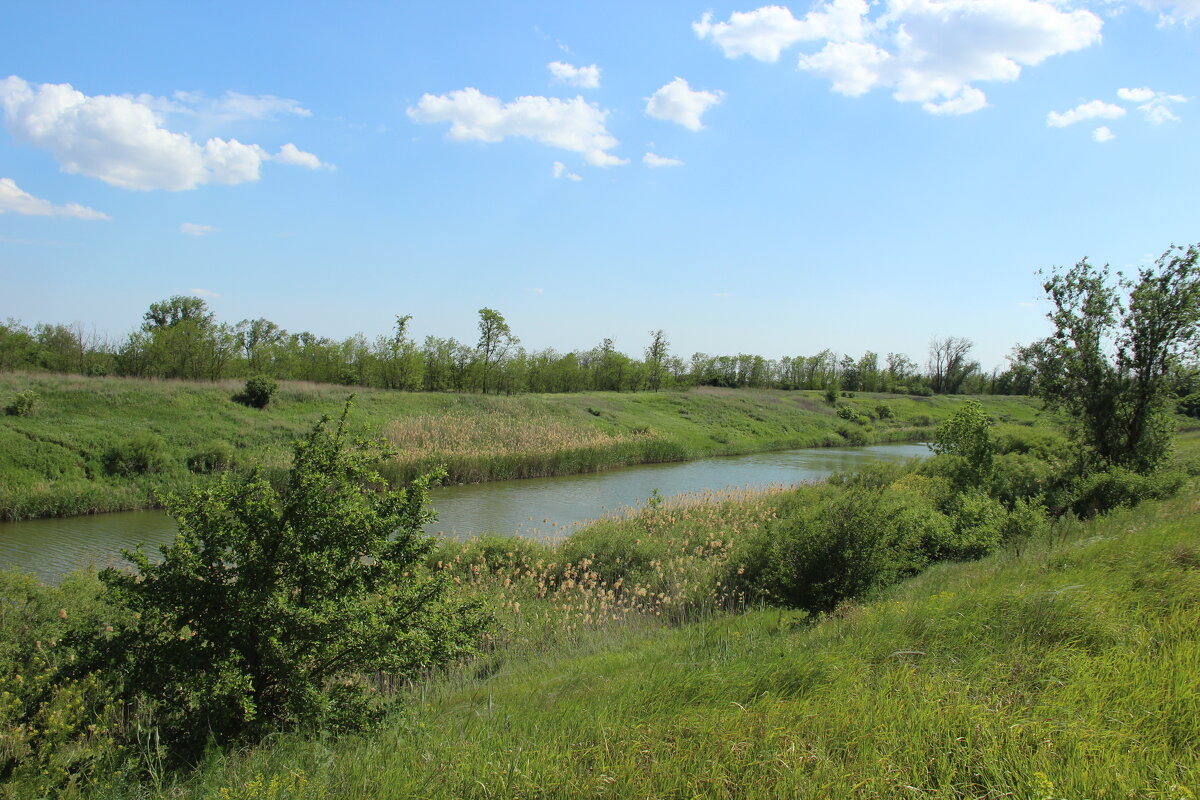 Местные виды. - Виктор 