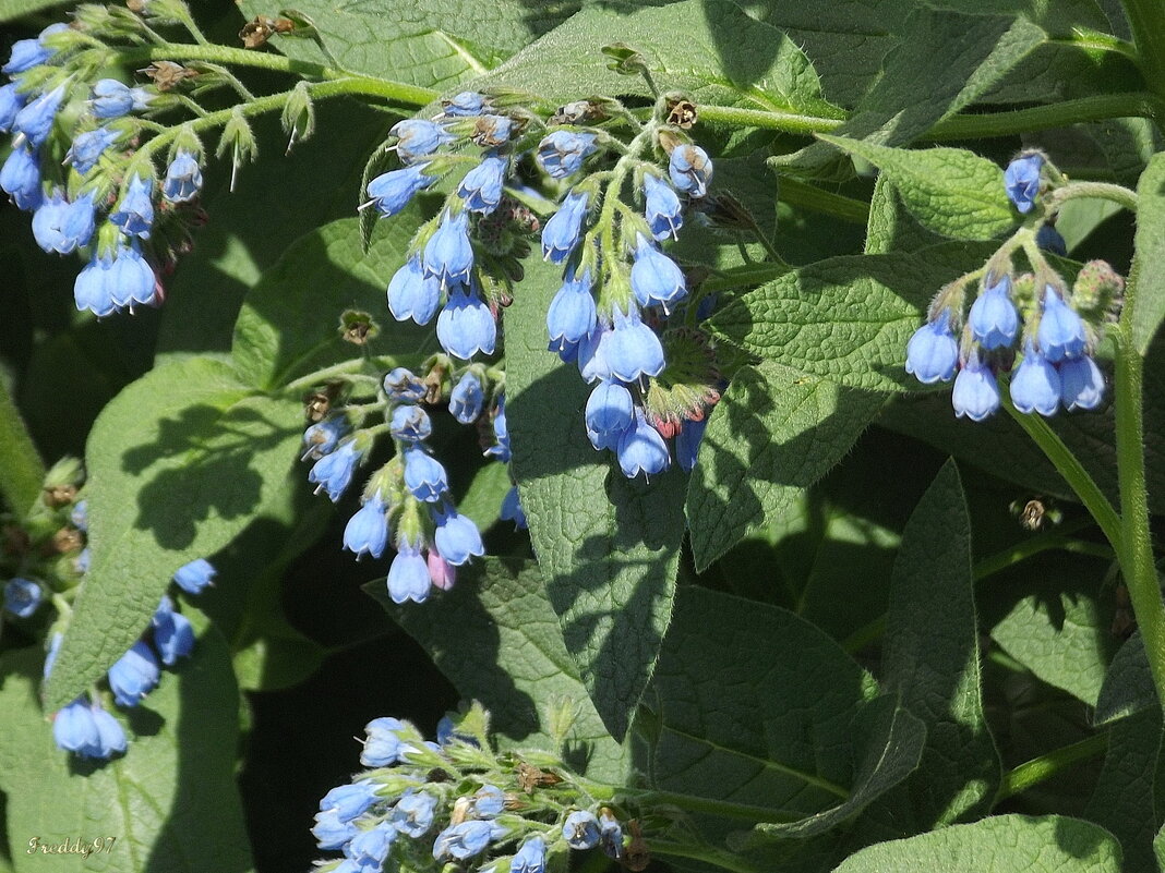 Окопник - Freddy 97