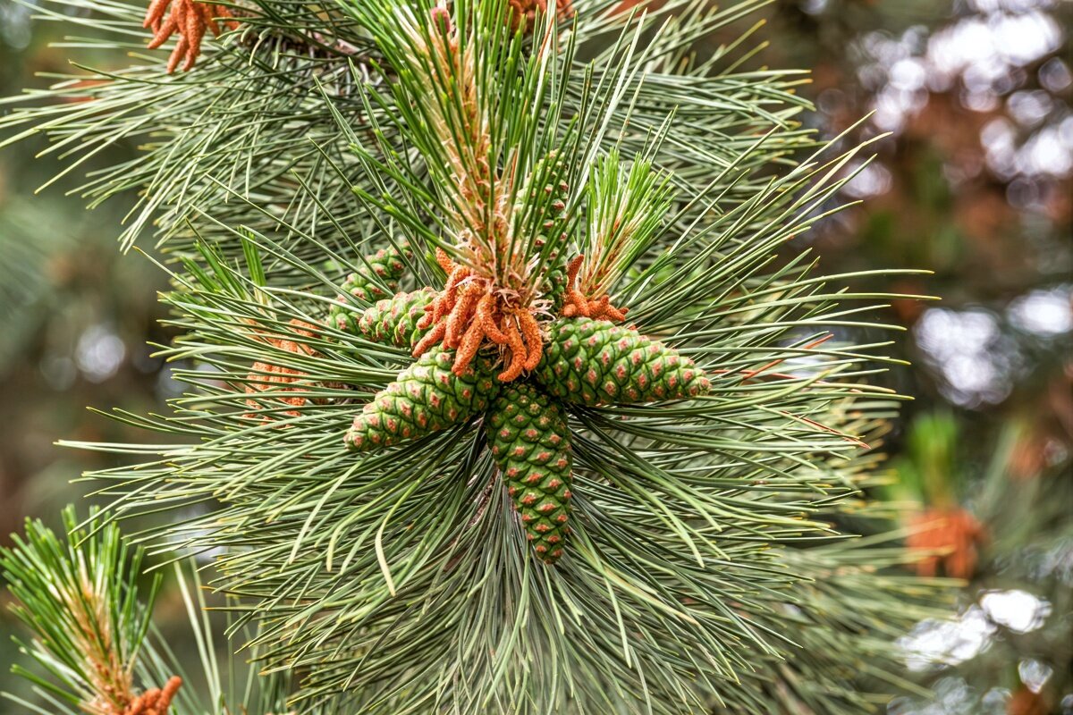 Крымская сосна - Игорь Сикорский