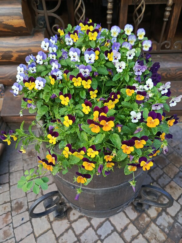 Анютины глазки - Татьяна Пальчикова