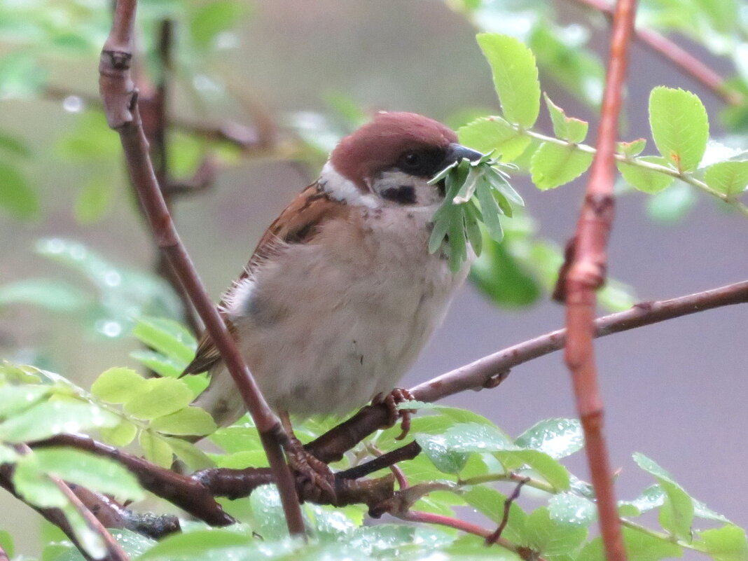 Веган. - Егор Бабанов Веган. - Егор Бабанов