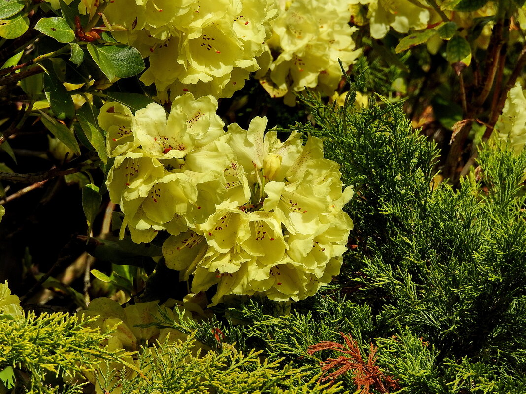 цветы в моём саду - ИННА ПОРОХОВА цветы в моём саду - ИННА ПОРОХОВА