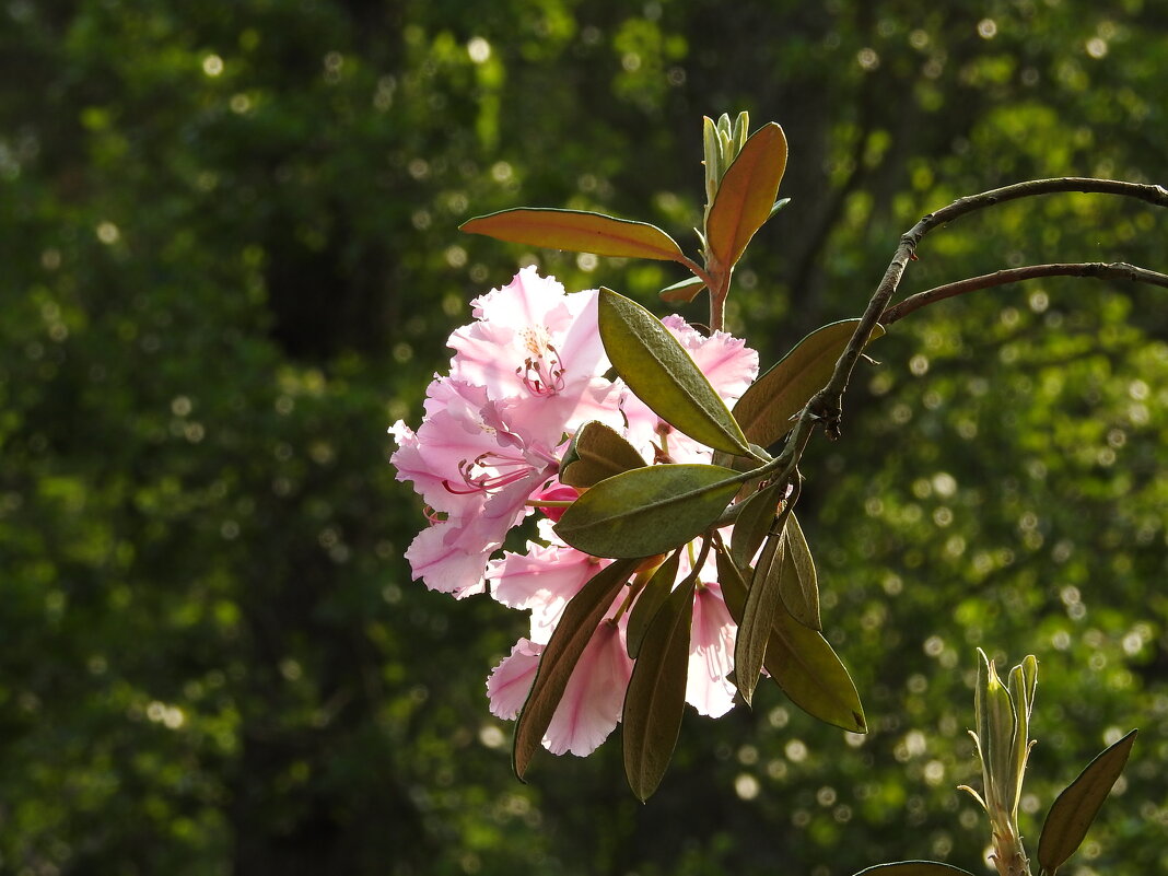 цветы в моём саду - ИННА ПОРОХОВА цветы в моём саду - ИННА ПОРОХОВА