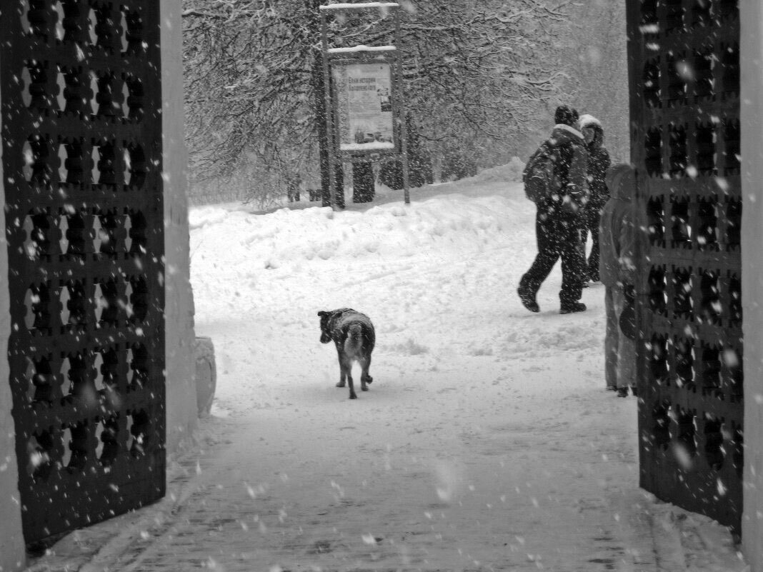 Собачья жизнь. - Борис Бутцев