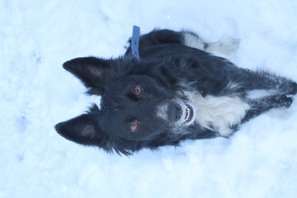 Собака в снегу - Мария Реброва