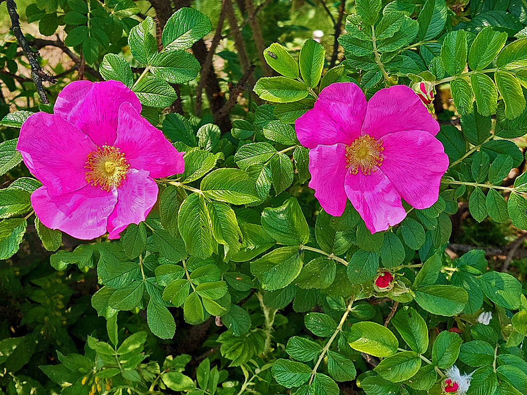 Розовый шиповник - Светлана 