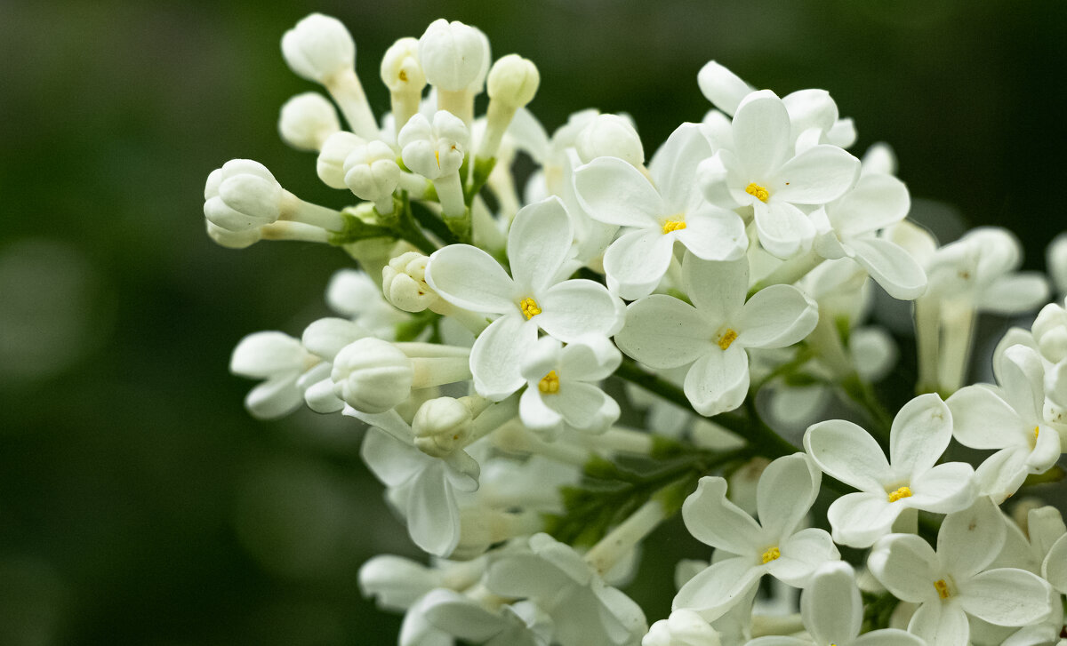 White Lilac | 11 - Sergey Sonvar