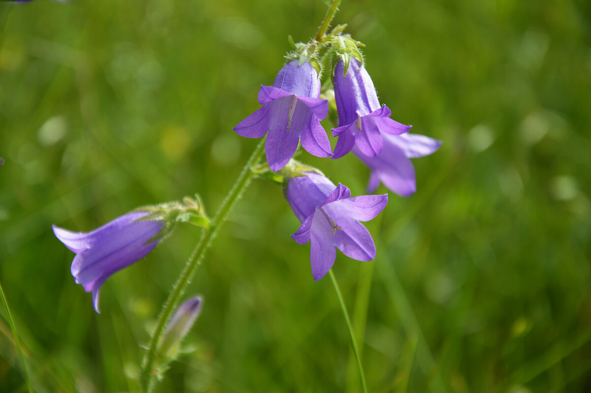 Колокольчик полевой - Надежда Куркина Колокольчик полевой - Надежда Куркина