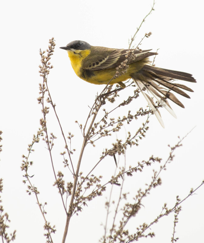 Желтая трясогузка на ветру - Екатерина Счасная Желтая трясогузка на ветру - Екатерина Счасная