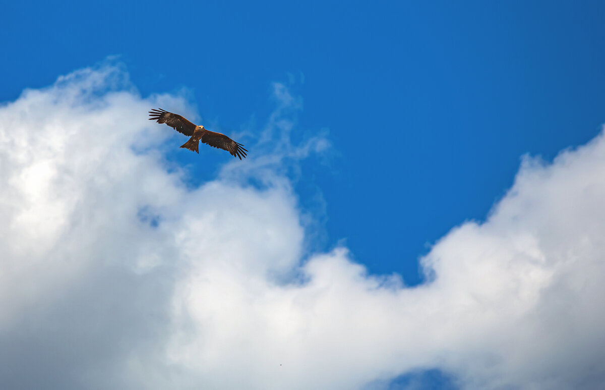 Там высоко - Дмитрий Стёпин