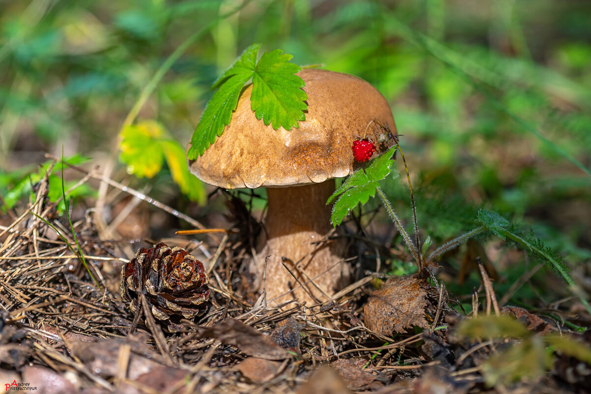 Грибочек - Андрей Пристяжнюк