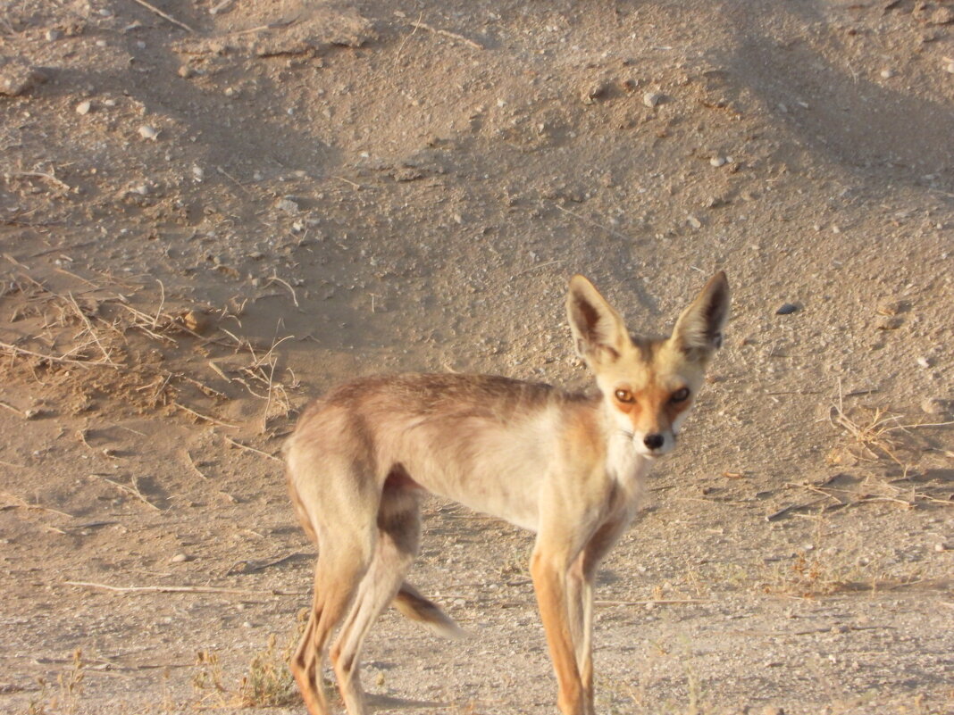 Ф - Конрад Карлович Михельсон