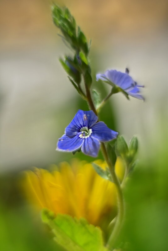 *** - Роман Пацкевич *** - Роман Пацкевич