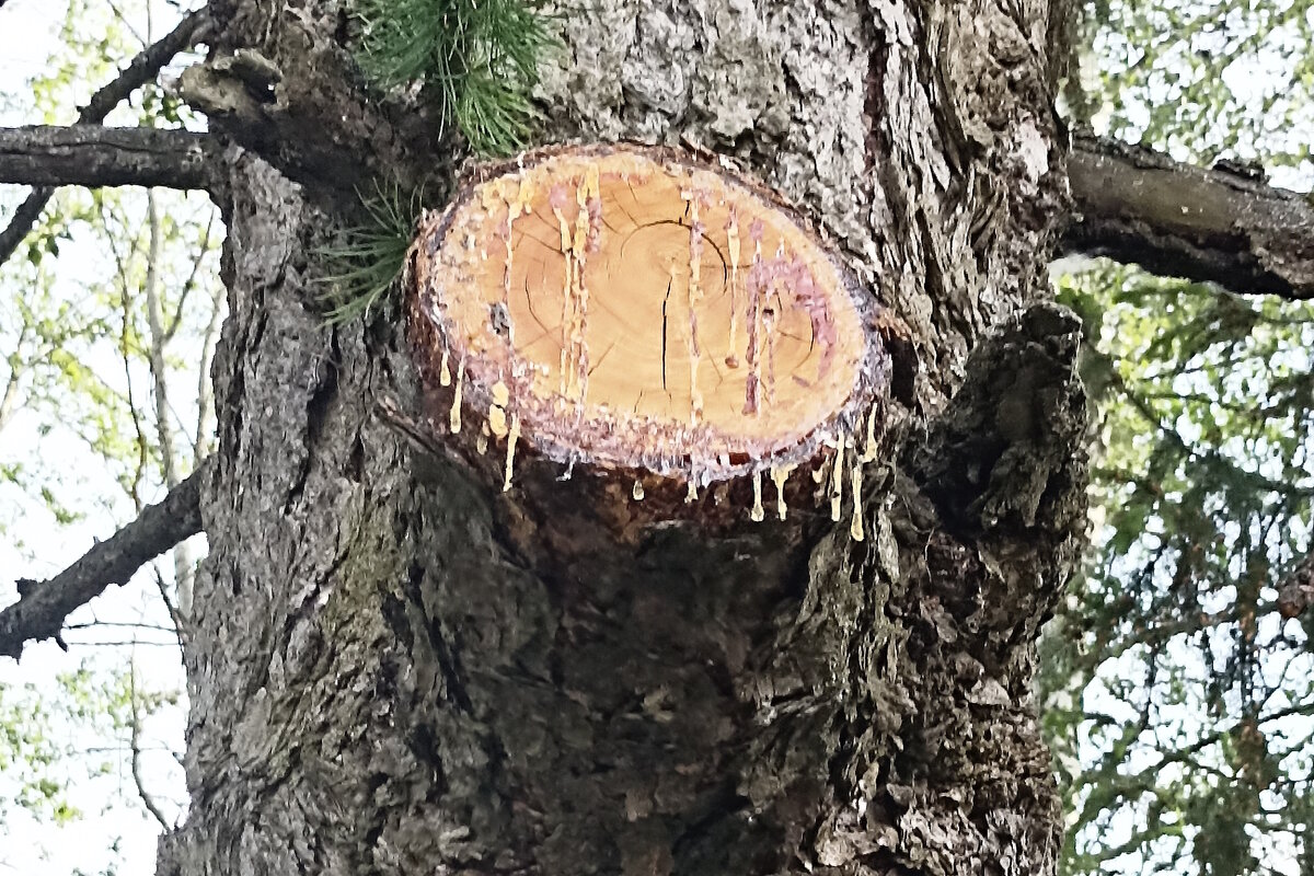 А слёзы капали. - Вячеслав. Синицын