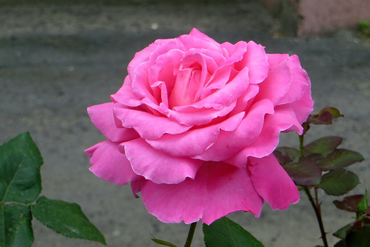 Розовая королева - Татьяна Смоляниченко Розовая королева - Татьяна Смоляниченко