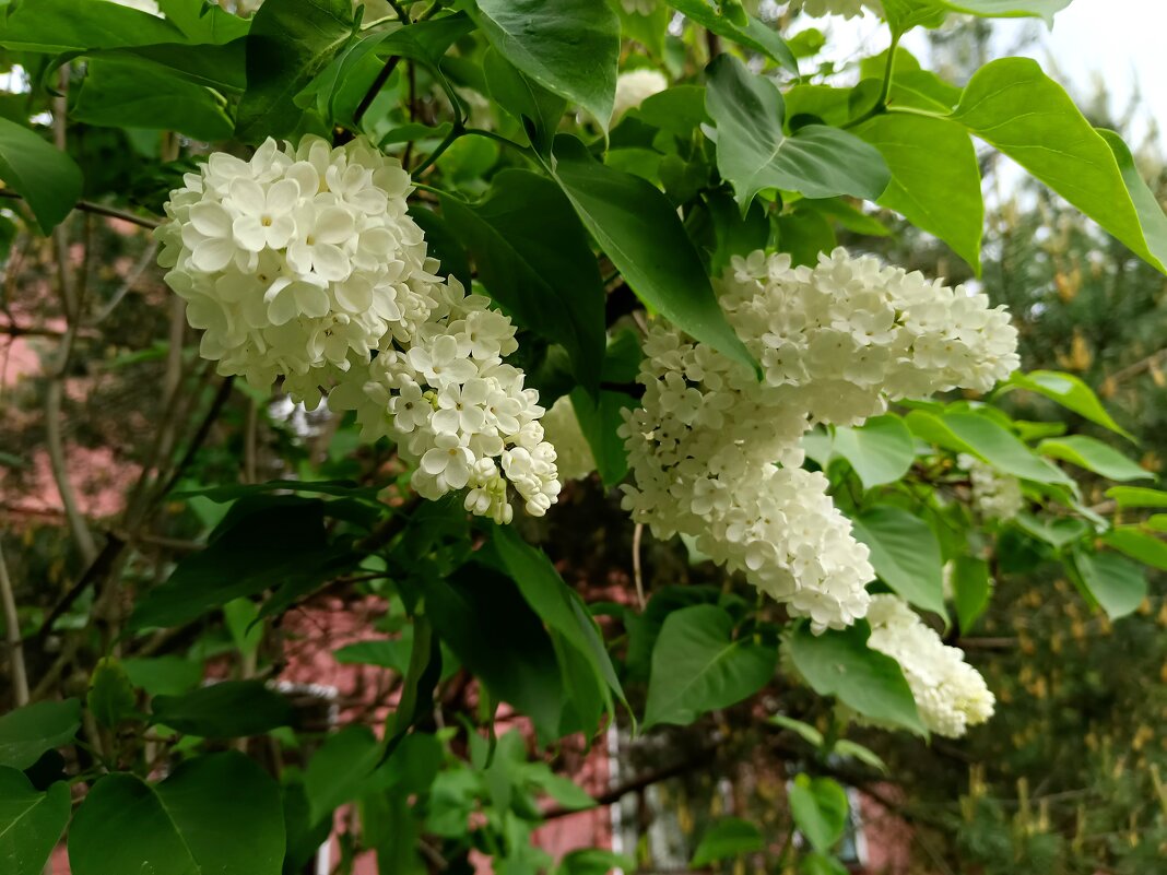 Зацвела сирень... - Мария Васильева