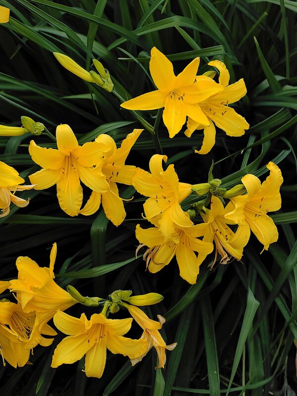 Лилейник лимонно-желтый - Светлана 13.06.